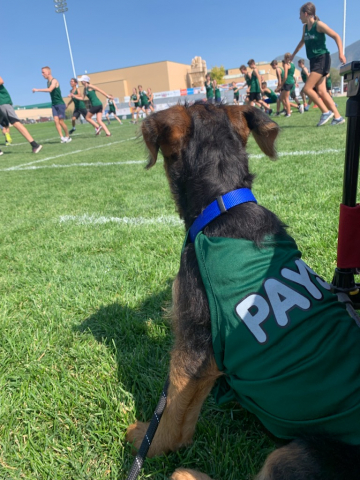 Dog watching PJHS track team compete