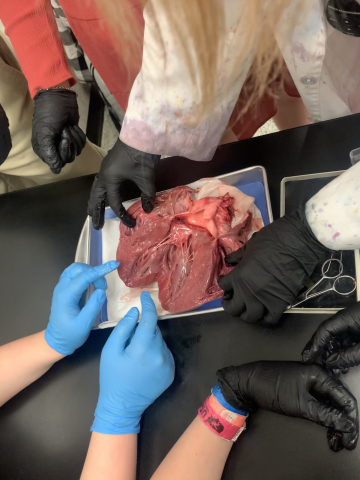 Mrs. Anderson and students dissecting a heart in biology