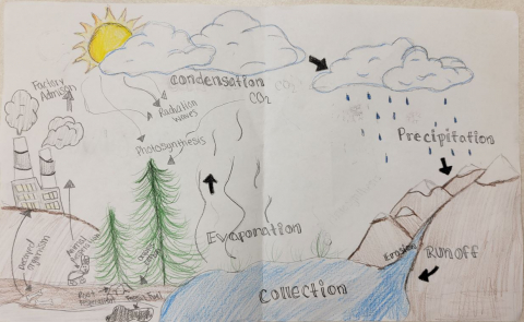 Student project for the Carbon Cycle